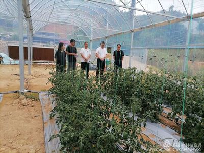 陽(yáng)光1+1牽手計(jì)劃 省農(nóng)科院專家蒞臨古田縣祥輝果蔬種植專業(yè)合作社開展技術(shù)指導(dǎo)與種植技術(shù)開發(fā)