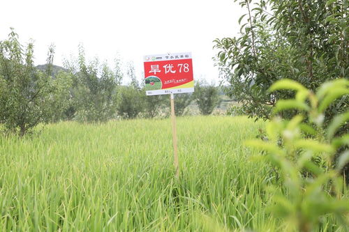 長順果園里種旱稻 探索產業(yè)發(fā)展新“稻”路與種植技術開發(fā)