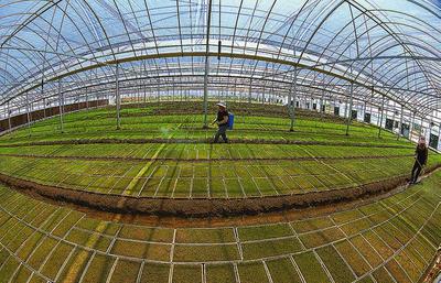 濱海縣大力推廣水稻工廠化育秧 種植技術開發(fā)助力農業(yè)現代化