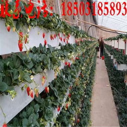 牛奶草莓立體種植架 金華新型無土栽培技術(shù)的創(chuàng)新與實踐