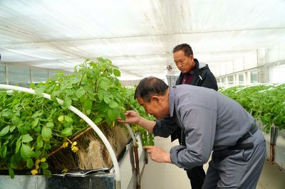 寧夏西吉 馬鈴薯繁育新技術(shù)助推脫貧攻堅(jiān)與種植技術(shù)革新